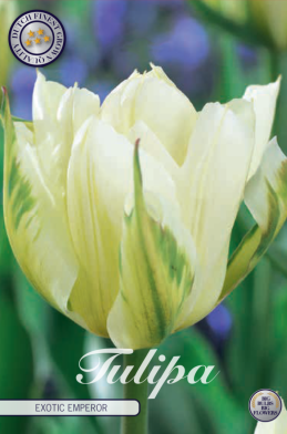 Tulp Fosteriana Exotic Emperor x7 12/+