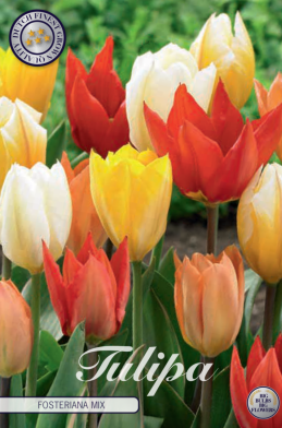 Tulp Fosteriana Mixed x10 12/+