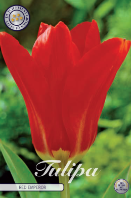 Tulp Fosteriana Red Emperor x10 12+