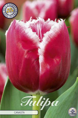 Tulp Fringed Canasta x7 12/+