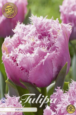 Tulp Fringed Double Perth x7 12/+