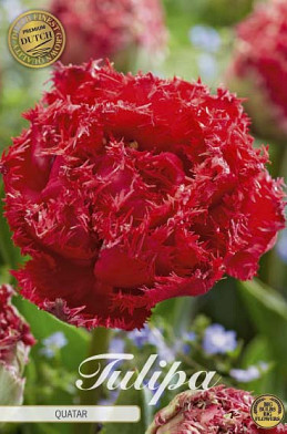 Tulp Fringed Double Quatar x7 12/+