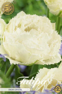 Tulp Fringed Double Snow Crystal x7 12+