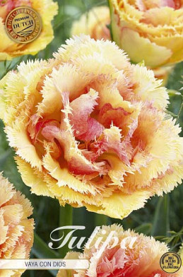 Tulp Fringed Double Vaya Con Dios x5 12/+