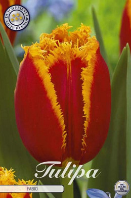 Tulp Fringed Fabio x7 12/+