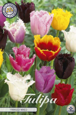 Tulp Fringed Mixed x10 12/+