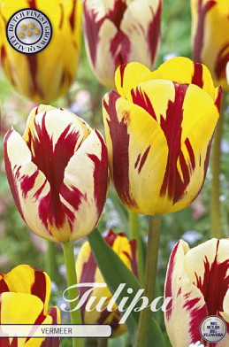 Tulp Garden  Vermeer x10 12/+