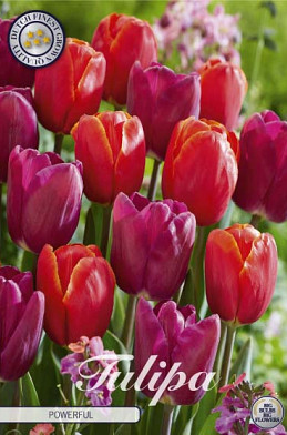 Tulp Garden Powerful x10 12/+