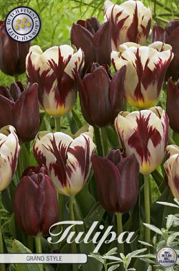 Tulp Grand Style x10 12/+