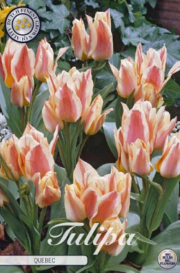 Tulp Greigii Quebec x10 12/+