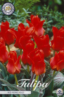 Tulp Greigii Red Riding Hood x10 12/+