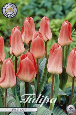 Tulp Greigii Sweet Lady x7 12/+