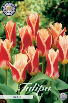 Tulp Kaufmania Ancilla x7 12/+