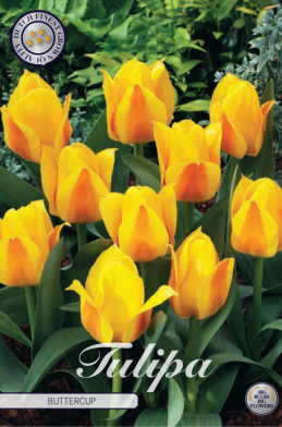 Tulp Kaufmania Buttercup x7 12/+