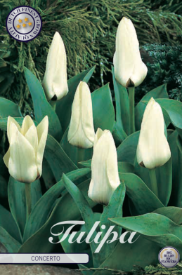 Tulp Kaufmania Concerto x10 12/+