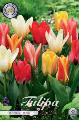 Tulp Kaufmania Mixed x10 12/+