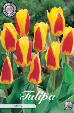 Tulp Kaufmania Stresa x7 12/+