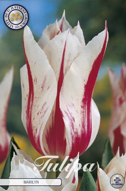 Tulp Lilyflowering Marilyn x7 12/+