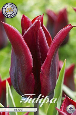 Tulp Lilyflowering Merlot x7 12/+