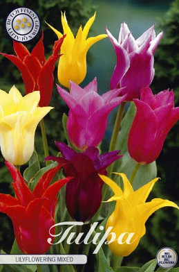 Tulp Lilyflowering Mixed x7 12/+