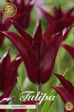 Tulp Lilyflowering Sarah Raven x7 12/+