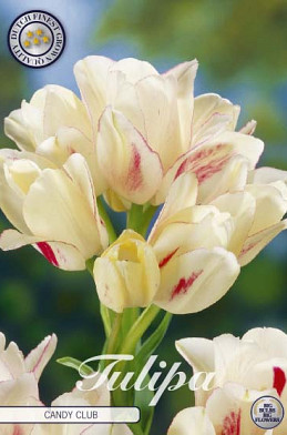 Tulp Multiflora Candy Club x7 12/+