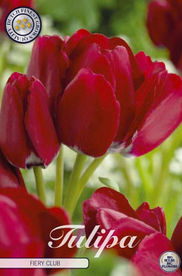 Tulp Multiflora Fiery Club x7 12/+