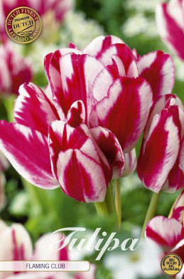 Tulp Multiflora Flaming Club x7 12/+