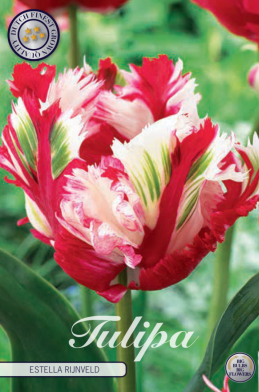 Tulp Parrot Estella Rijnveld x7 12/+