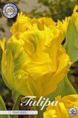 Tulp Parrot Texas Gold x7 12/+