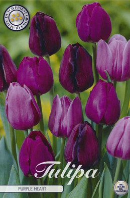 Tulp Purple Heart x10 12/+