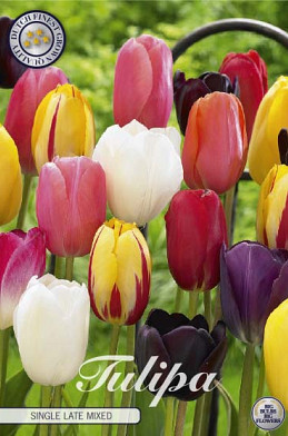 Tulp Single Late Mixed x10 12/+