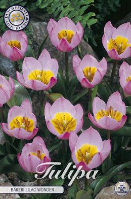 Tulp Specie Bak. Lilac Wonder x10 6/7