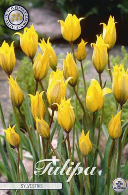 Tulp Specie Sylvestris x10 6/7