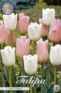 Tulp Sweet Candy x10 12/+