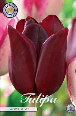 Tulp Triumph National Velvet x7 12/+