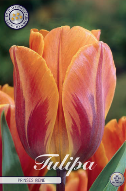 Tulp Triumph Prinses Irene x7 12/+