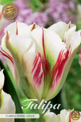 Tulp Viridiflora Flaming Springgreen x5 12/+