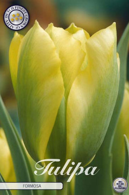 Tulp Viridiflora Formosa x7 12/+