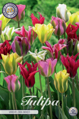 Tulp Viridiflora Mixed x7 12/+