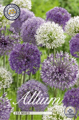 Allium Mixed x15 12/14