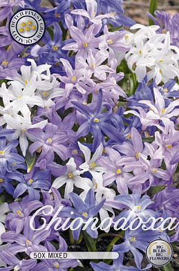 Chionodoxa Mixed x50 5/6