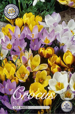 Crocus Chrysanthus Gemengd x50 5/6