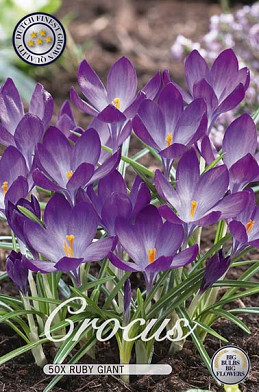 Crocus Chrysanthus Ruby Giant x50 5/6