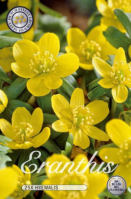 Eranthis Hyemalis x25 5/6