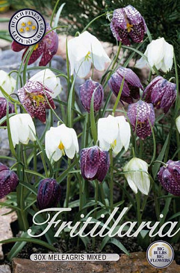 Fritillaria Meleagris Mixed x30  7/8