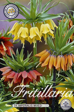 Fritillaria Mixed x3 24/26