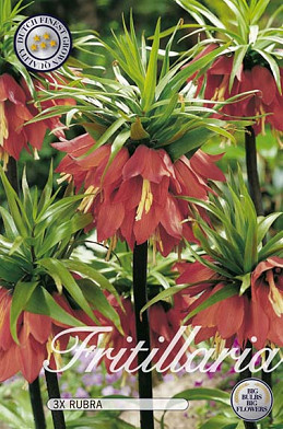 Fritillaria Rubra x2 24/26