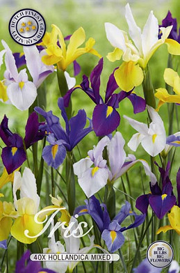 Iris Hollandica Mixed x40 8/9