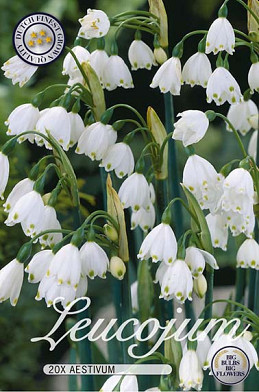 Leucojum Aestivum x20 10/12